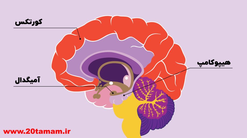 آمیگدال هیپوکامپ کورتکس مغز